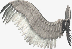 灰白翅膀素材