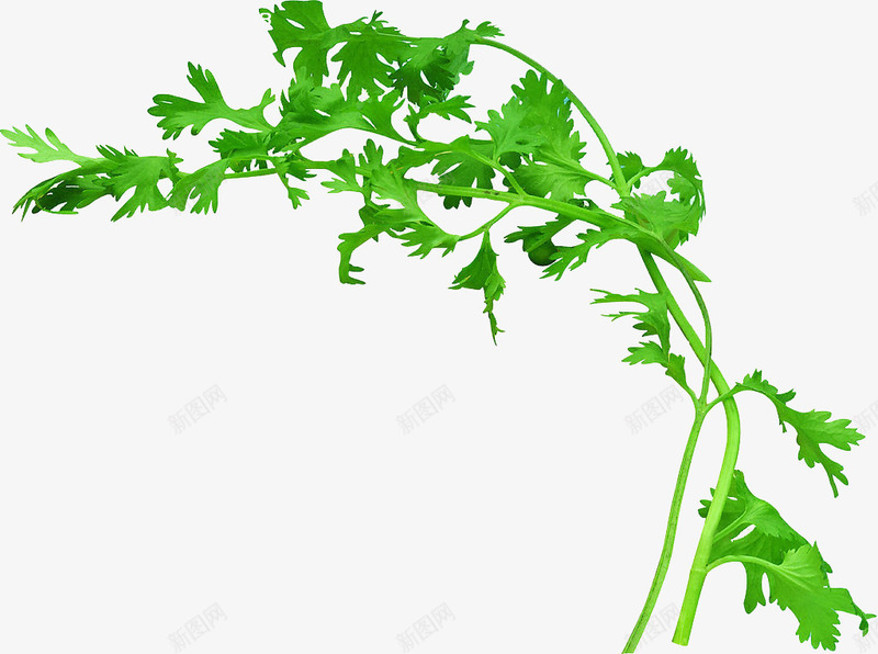 绿色的芹菜png免抠素材_新图网 https://ixintu.com 绿色 芹菜 蔬菜 食物