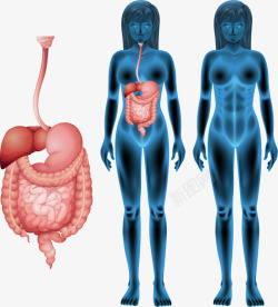 胰脏女性消化系统矢量图高清图片