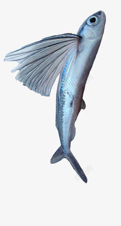 长鱼长翅膀的鱼高清图片