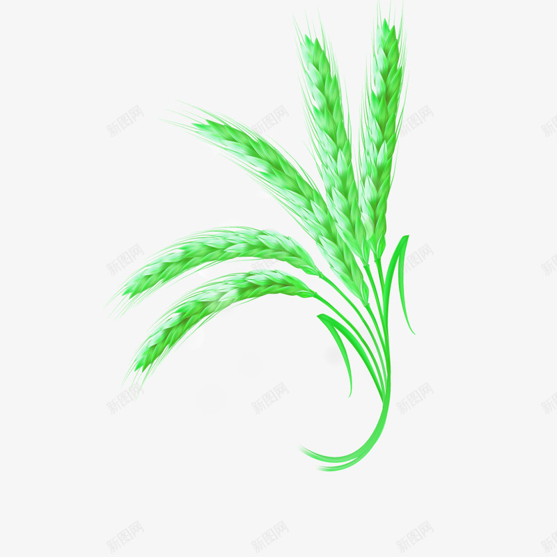 青色的麦穗png免抠素材_新图网 https://ixintu.com 植物 点缀 装饰 麦穗