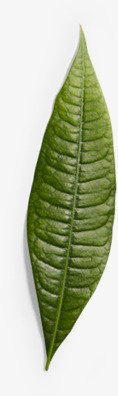 创意合成新鲜的绿色的树叶效果png免抠素材_新图网 https://ixintu.com 创意 合成 效果 新鲜 树叶 绿色