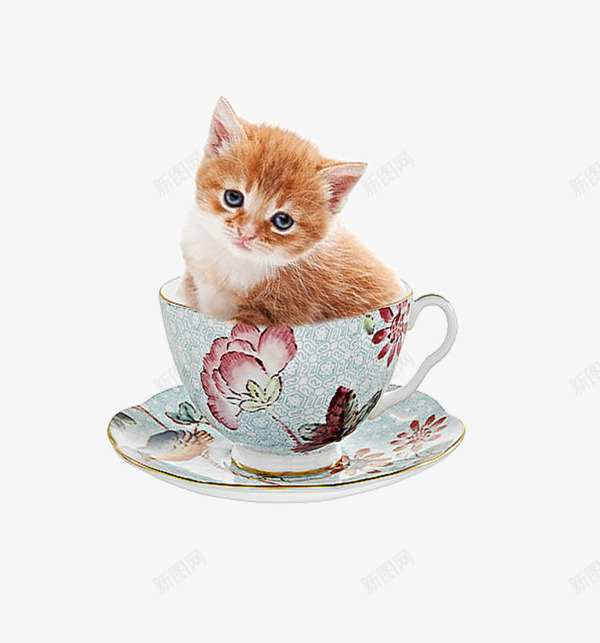 可爱小猫png免抠素材_新图网 https://ixintu.com 动物 杯子 漂亮 猫 花瓣