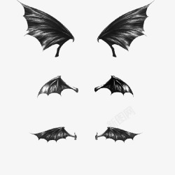 不同的翅膀多种不同蝙蝠翅膀高清图片
