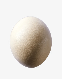 一个鸵鸟蛋儿鸵鸟蛋摄影高清图片
