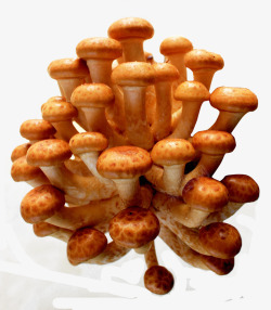 滑子菇新鲜的滑子菇高清图片