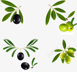绿茶瓶贴设计新鲜橄榄枝矢量图高清图片