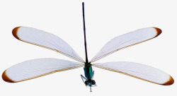 飞翔的蜻蜓白色蜻蜓高清图片