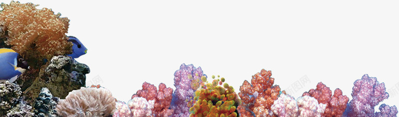 海报夏日海藻珊瑚png免抠素材_新图网 https://ixintu.com 夏日 海报 海藻 珊瑚 设计