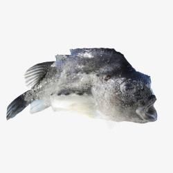 冷冻海鱼新鲜海参斑高清图片