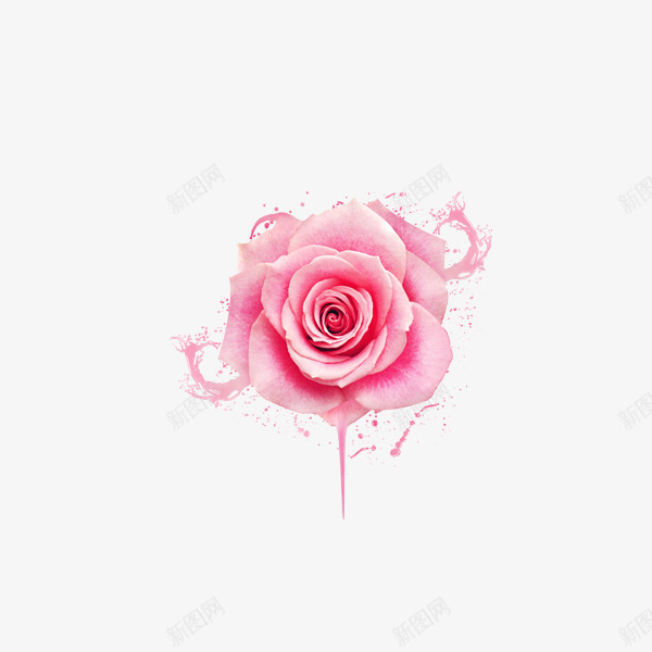 粉色玫瑰墨迹装饰png免抠素材_新图网 https://ixintu.com 墨迹 玫瑰 粉色 装饰