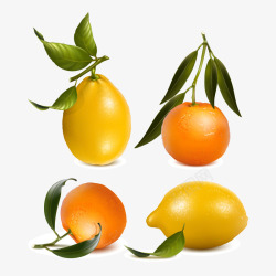 新鲜橙子和柠檬矢量图素材