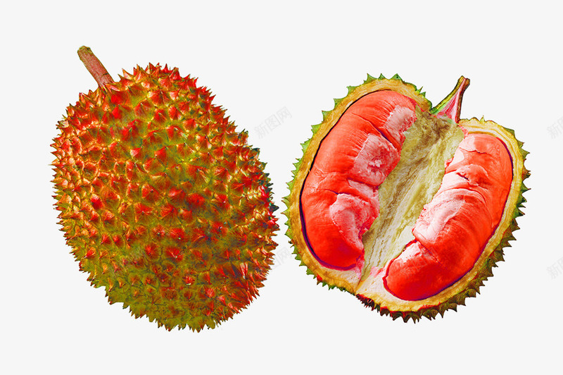 红肉榴莲片png免抠素材_新图网 https://ixintu.com 新鲜的红色榴莲 水果素材 美味的榴莲素材图片 营养丰富的榴莲