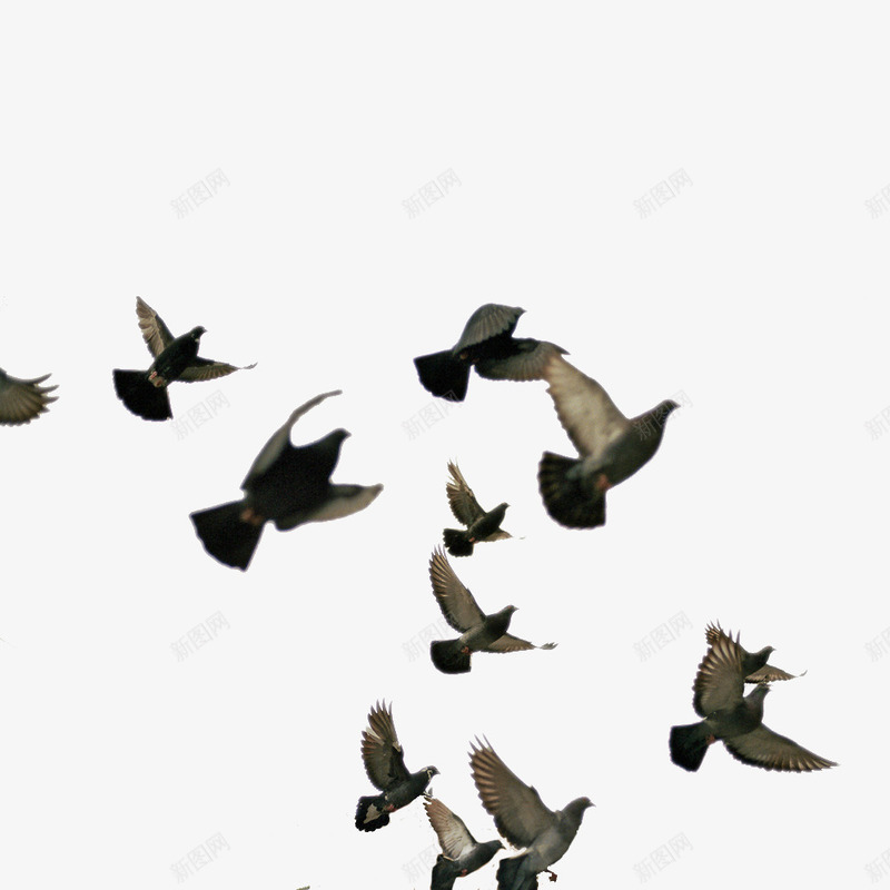 和平鸽鸽子png免抠素材_新图网 https://ixintu.com 和平 和平鸽 放飞鸽子 翅膀 飞禽 鸽子
