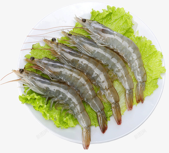 五只新鲜的虾png免抠素材_新图网 https://ixintu.com 产品实物 海鲜 生鲜 虾 食物