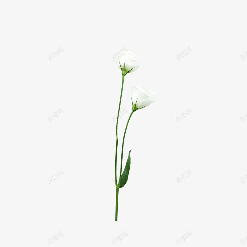 白色小花花束png免抠素材_新图网 https://ixintu.com 白色 素材 花束