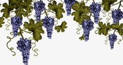 图片葡萄架卡通手绘紫色葡萄架高清图片