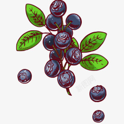 蓝莓果实新鲜蓝莓插画矢量图高清图片
