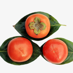 新鲜脆柿子矢量插画叶子上的柿子高清图片