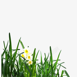 白色的草绿色花草免费高清图片