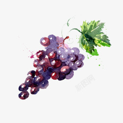 彩绘葡萄和叶子素材