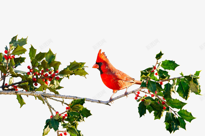 鸟类动物静止树枝橙绿png免抠素材_新图网 https://ixintu.com 动物 树枝 点缀 装饰 野果 静止 鸟类