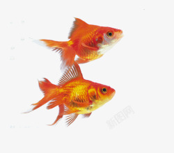 红色观赏鱼漂亮的小金鱼片高清图片