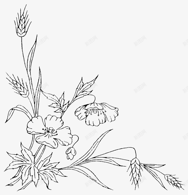 小麦和花朵png免抠素材_新图网 https://ixintu.com PNG素材 小麦 素描 花朵