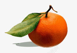 刚摘下的刚摘的新鲜橘子高清图片