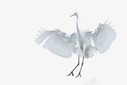 大白鸟天鹅鸭翅膀爪子高清图片