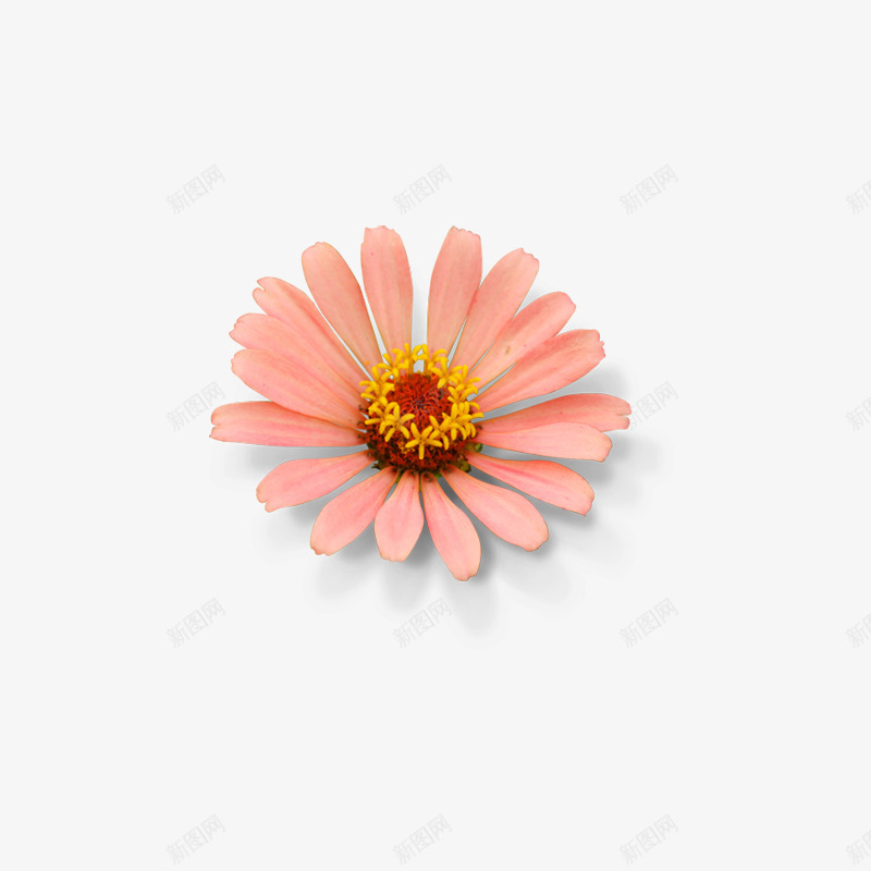 花的png免抠素材_新图网 https://ixintu.com 粉色 花 花朵 装饰点缀