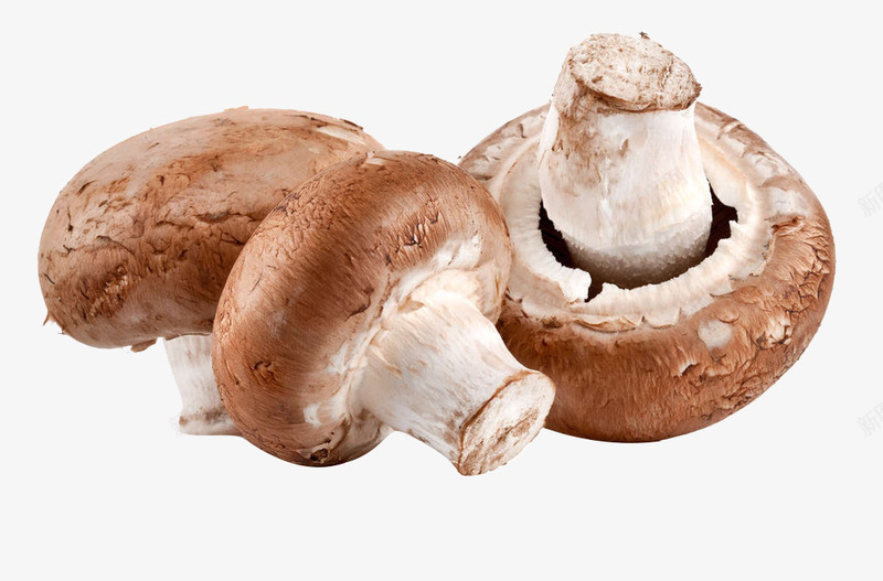蘑菇png免抠素材_新图网 https://ixintu.com 三个 新鲜 香菇