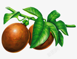 绿色枣子树上的枣叶高清图片
