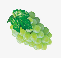 绿色葡萄素材