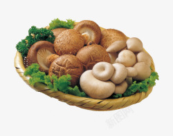 菇蚝蘑一篮蘑菇高清图片
