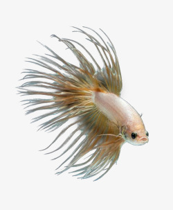 海洋生物摄影漂亮的美丽热带鱼高清图片