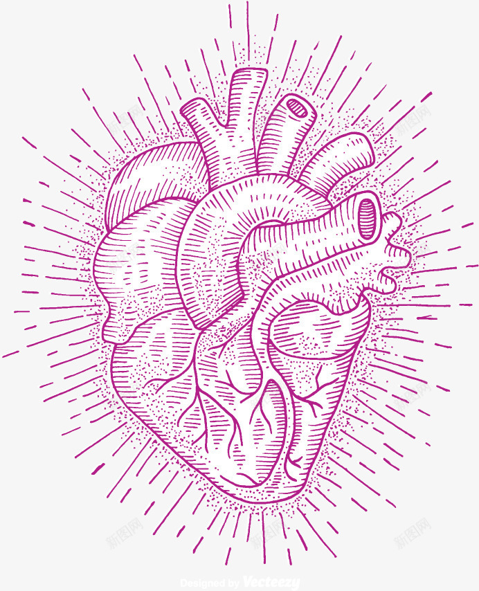 紫色心脏png免抠素材_新图网 https://ixintu.com 光线 心脏 心脏抽象示意图 手绘 素描心脏 紫色 线条