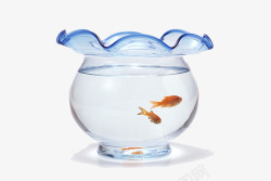 鱼缸鲤鱼实物玻璃缸高清图片
