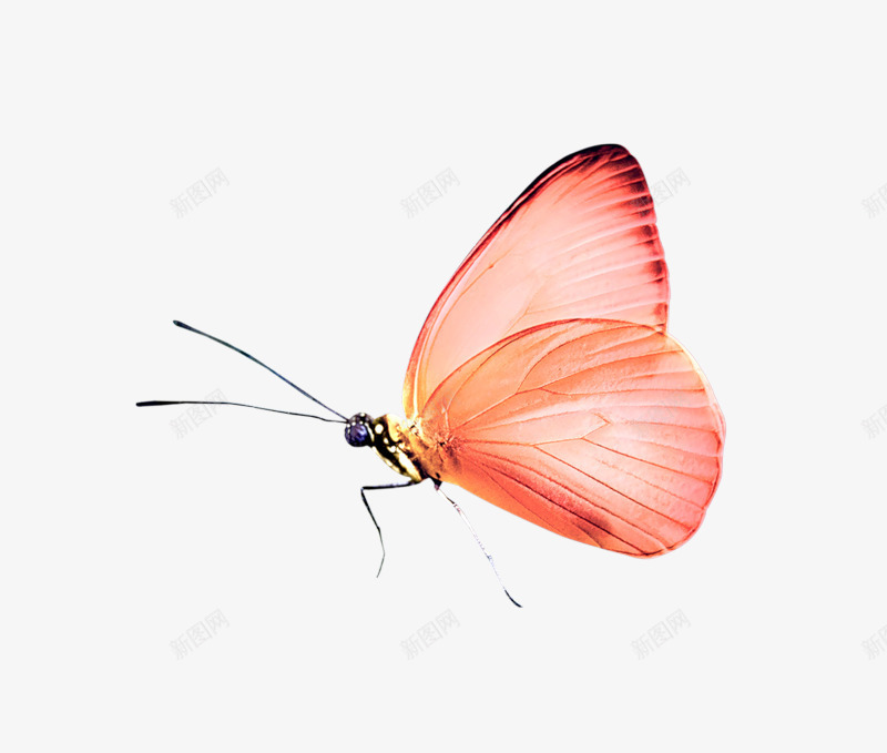 手绘昆虫png免抠素材_新图网 https://ixintu.com 昆虫 生物 粉色 翅膀