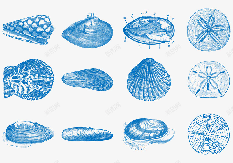 蓝色素描小海鲜png免抠素材_新图网 https://ixintu.com AI EPS 个性 免抠 大图 底纹 标签 海鲜 贝壳 高清