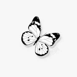 黑白蝴蝶素材