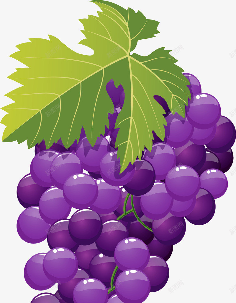 新鲜美味的紫色葡萄png免抠素材_新图网 https://ixintu.com 一串葡萄 新鲜的葡萄 矢量png 紫色葡萄 营养的葡萄 葡萄藤
