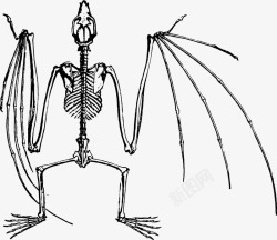 翅膀骨头骷髅高清图片