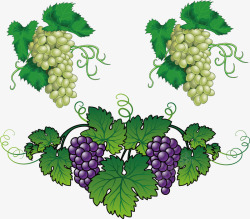 葡萄酒酿造葡萄和藤蔓矢量图高清图片