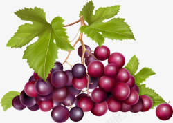 手绘紫色郁金香一串葡萄高清图片