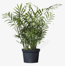 四个黑色花瓶热带植物的植物装饰高清图片