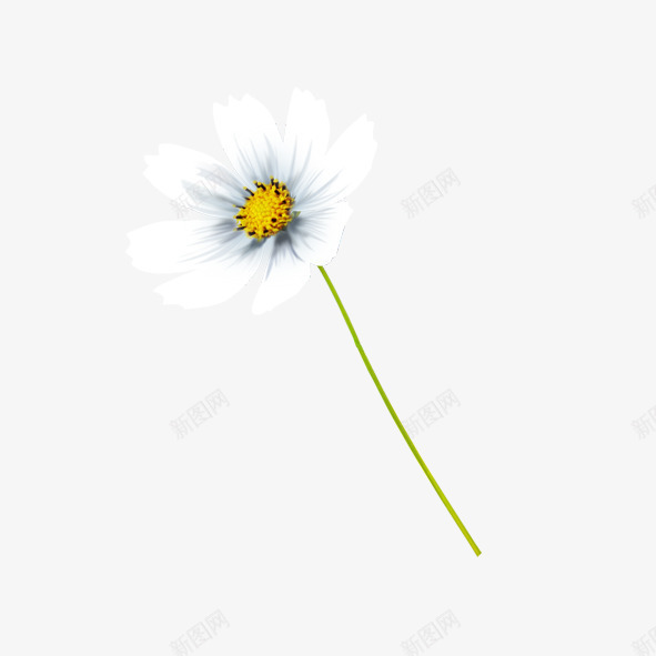 小白花psd免抠素材_新图网 https://ixintu.com 单个小白花