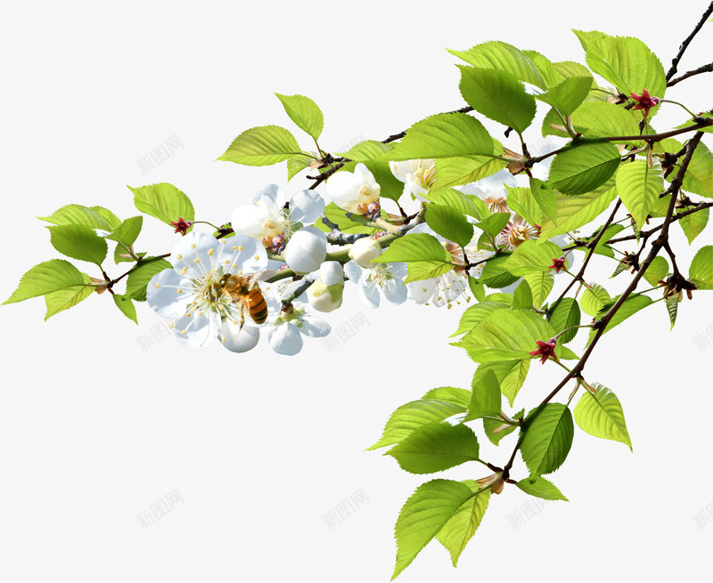 绿色植物白色小花清新png免抠素材_新图网 https://ixintu.com 清新 白色 绿色植物