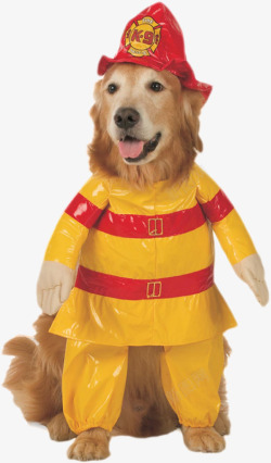 狗狗穿黄色雨衣穿衣服的狗高清图片