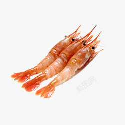 生鲜海虾牡丹虾实图高清图片